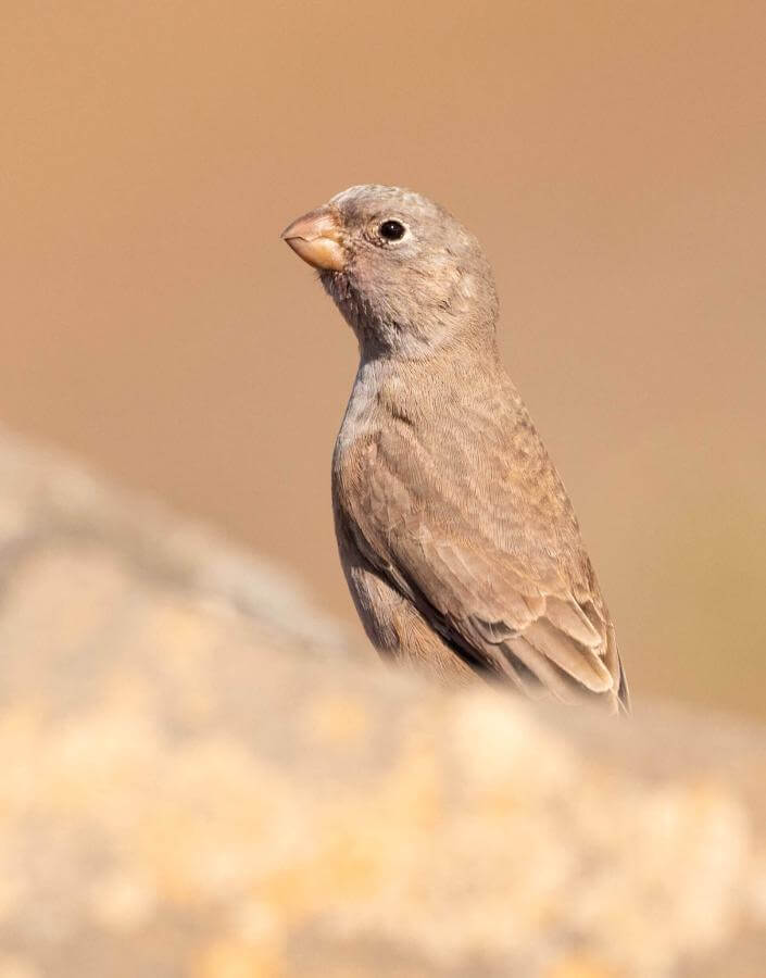 Camachuelo Trompetero