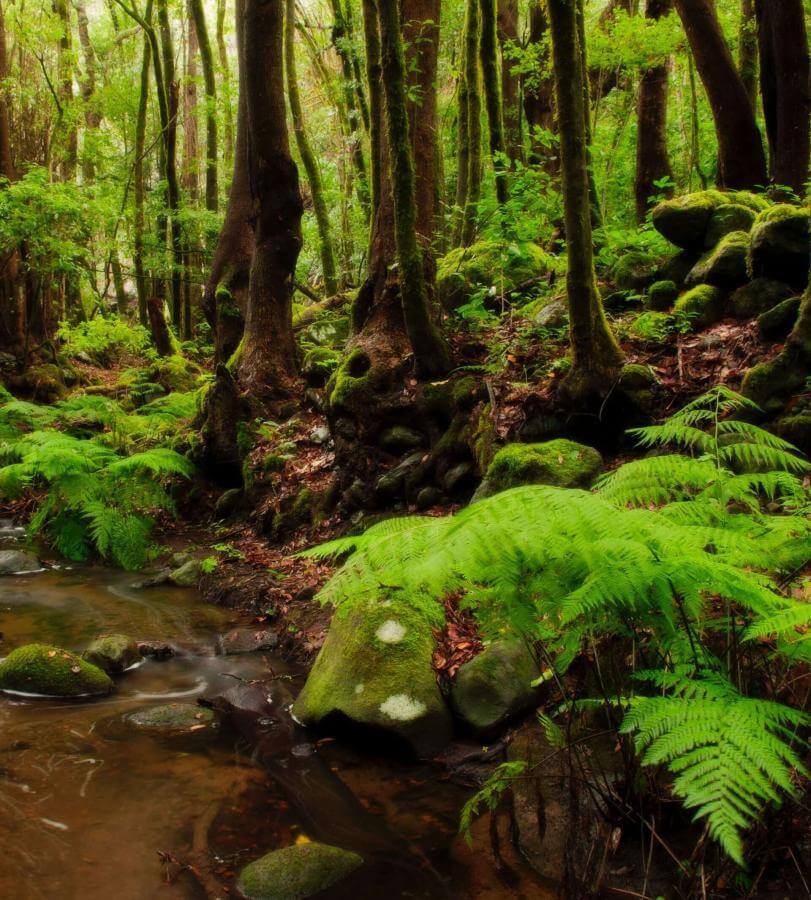 Bosque de laurisilva con arroyo El Cedro, La Gomera