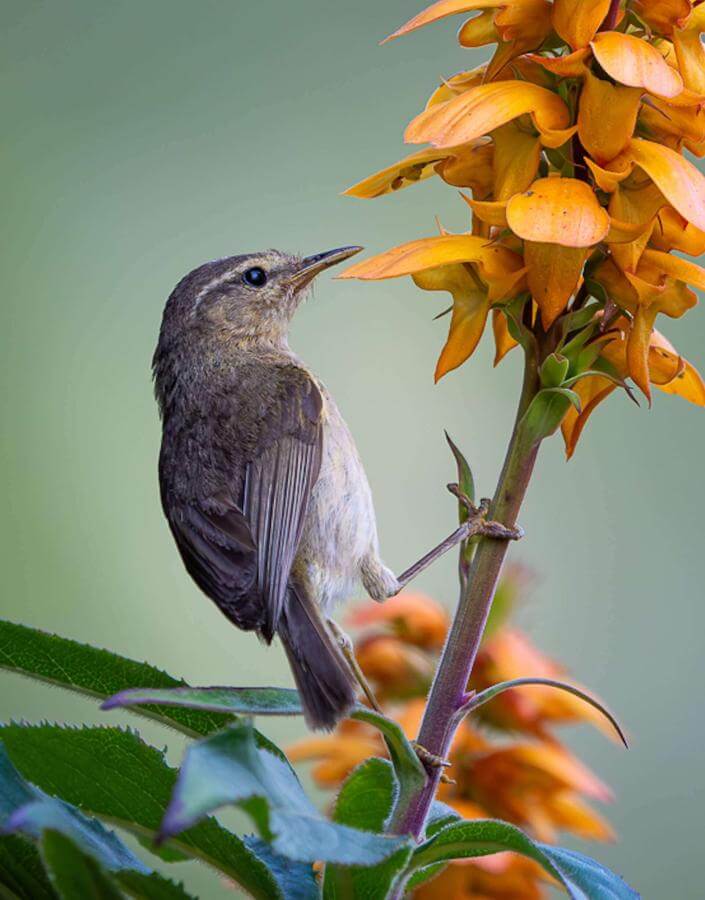 Mosquitero Canario