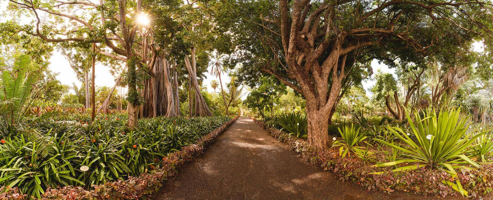 Jardín de Aclimatación de La Orotava - galeria1