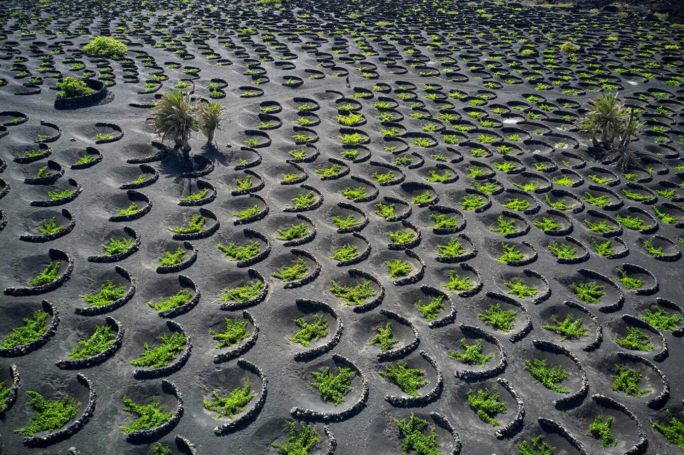 Paisaje Protegido de La Geria, en Lanzarote
