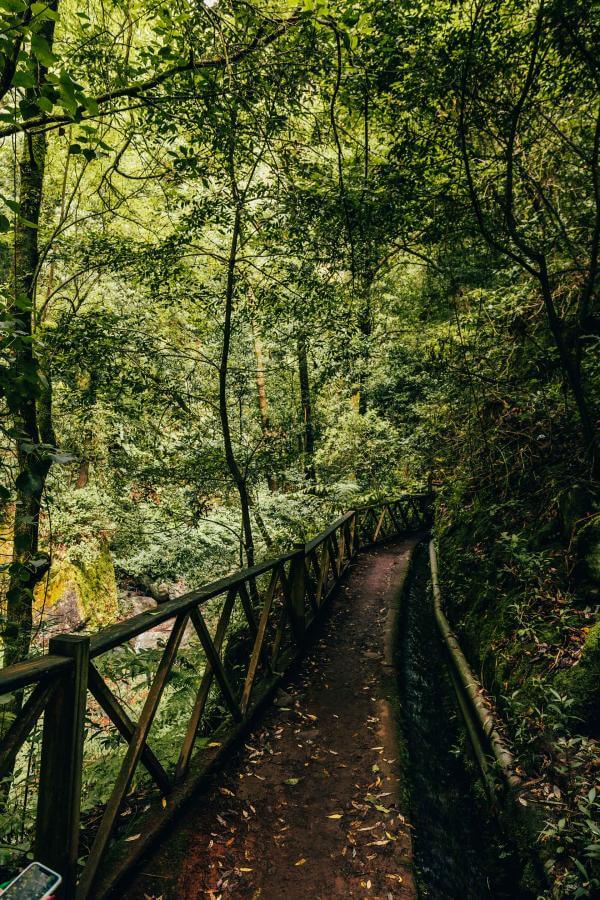 Bosque de Los Tilos