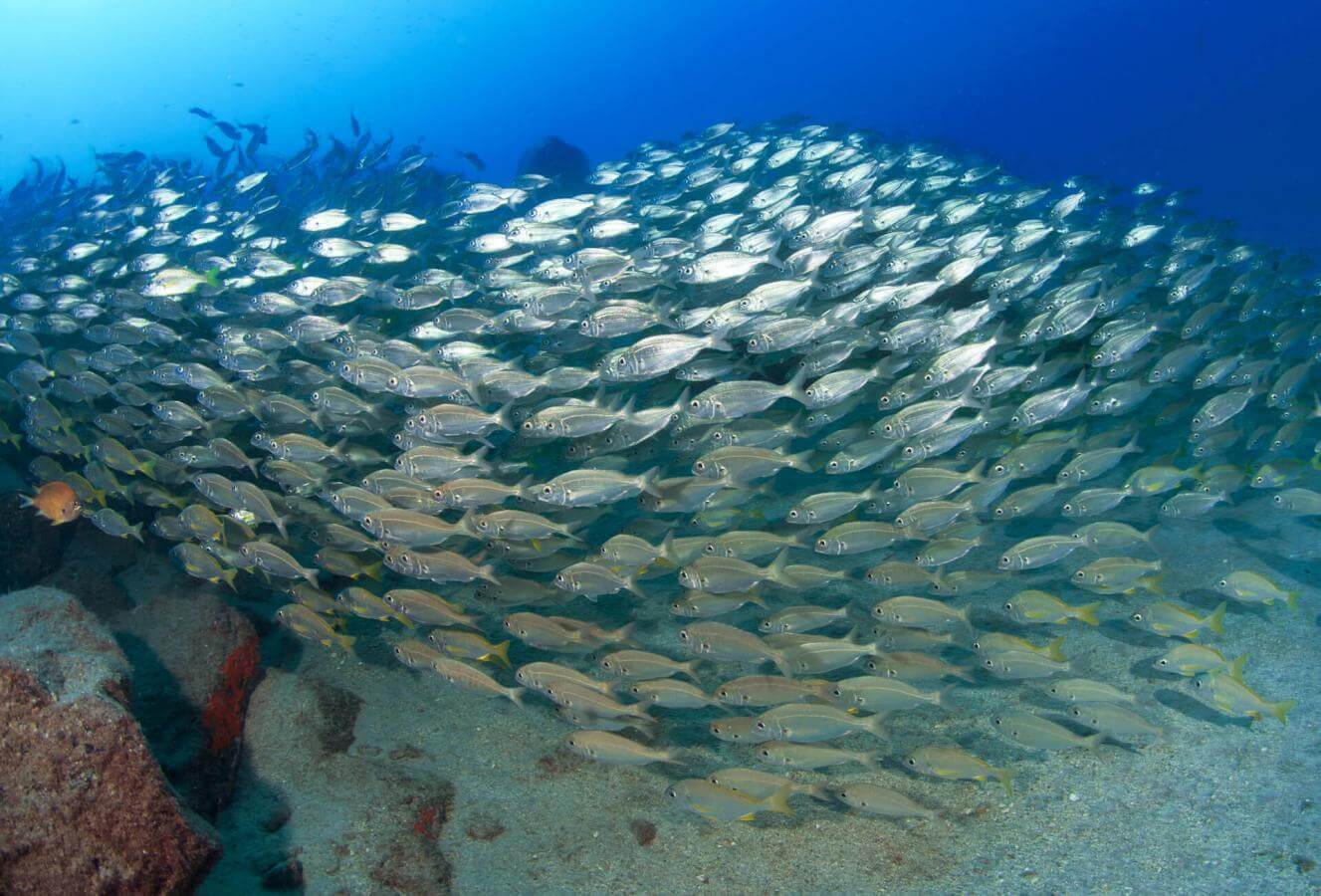 Bucear en Risco Verde, en Gran Canaria