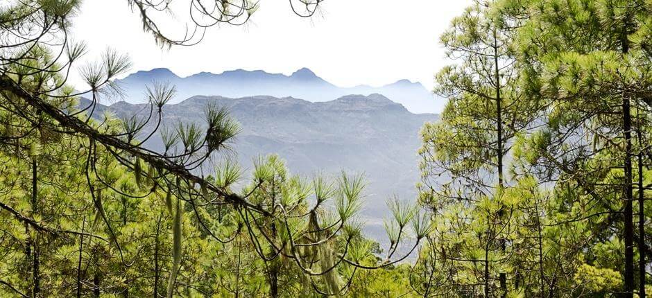 Tamadaba-Bajada de Faneque. Senderos de Gran Canaria