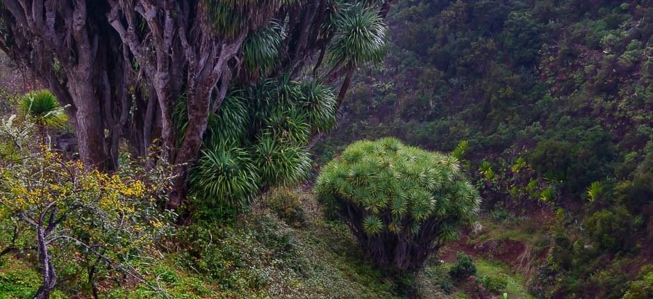 La Tosca caseríos de La Palma