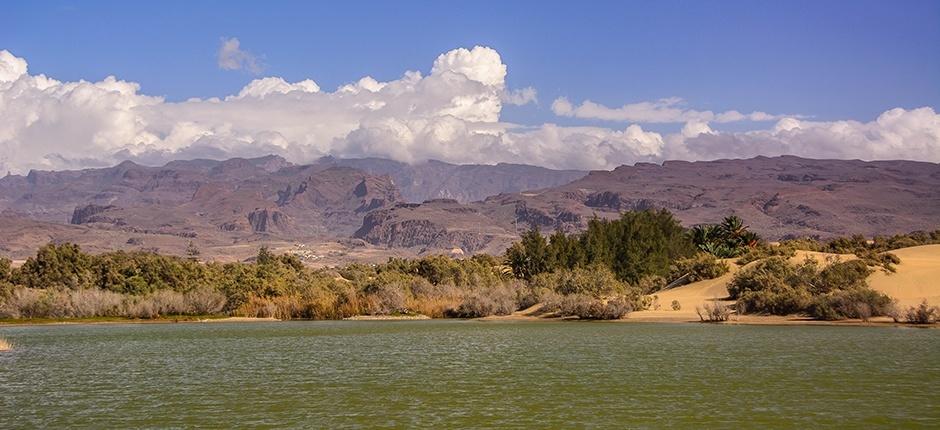 Reserva Natural Especial de las Dunas de Maspalomas, en Gran Canaria