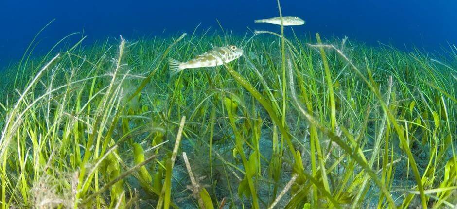 Bucear en El Jablito Submarinismo en Fuerteventura