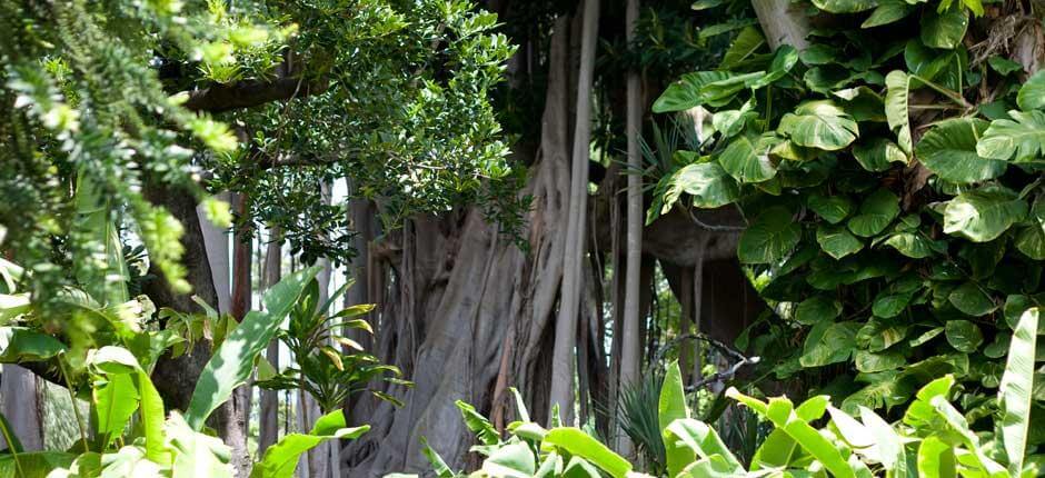 Jardín de Aclimatación de La Orotava Museos y centros turísticos de Tenerife