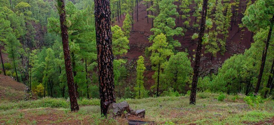 Las Tricias caseríos de La Palma