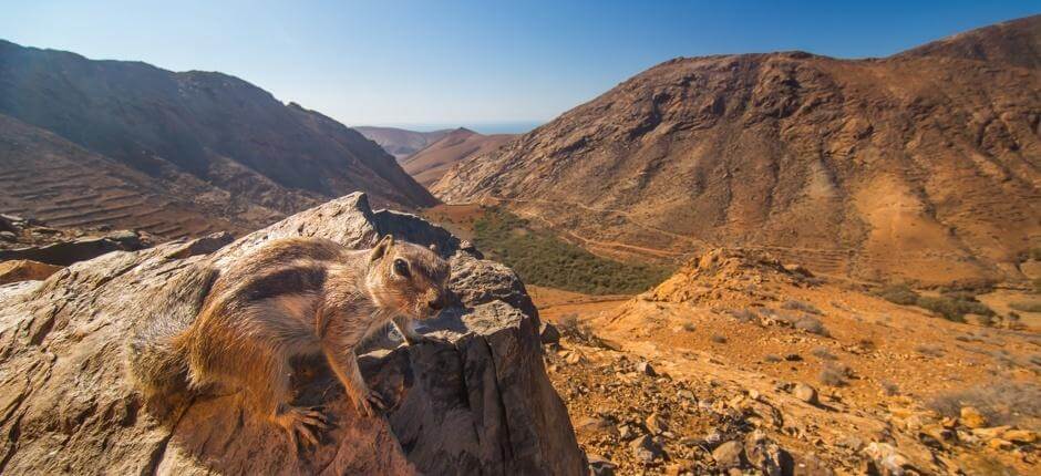 Mirador de Las Peñitas en Fuerteventura
