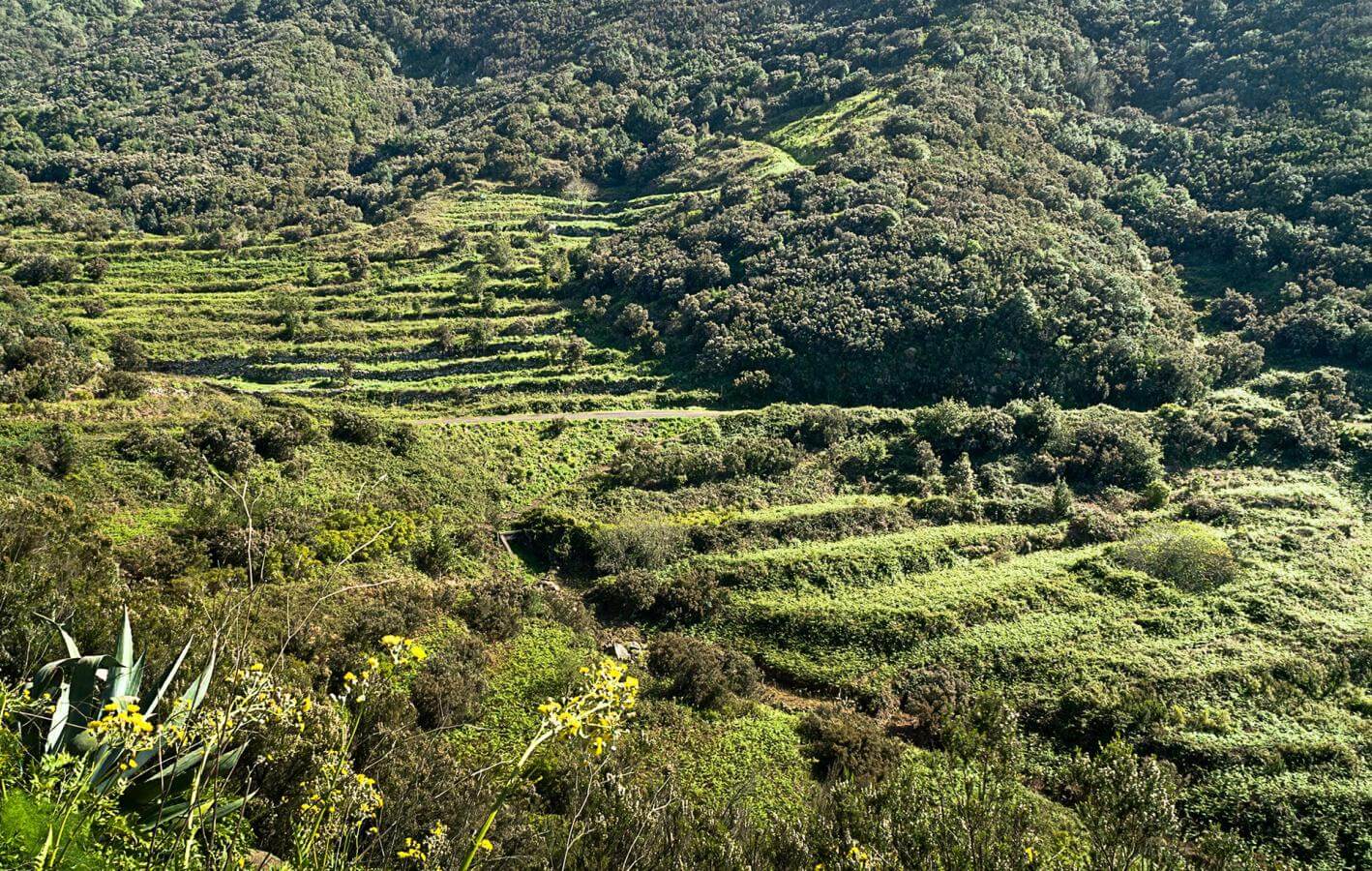 Monte del Agua. Senderos de Tenerife