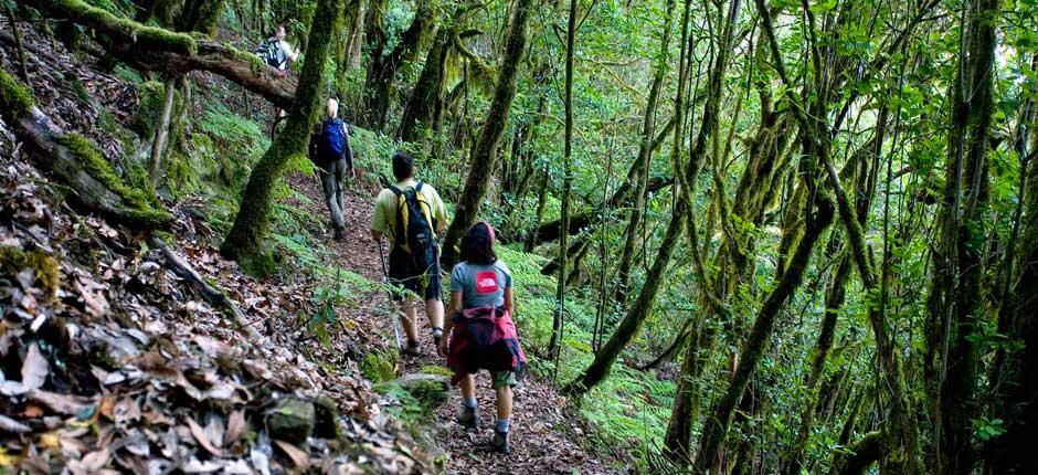 Parque Nacional de Garajonay, en La Gomera