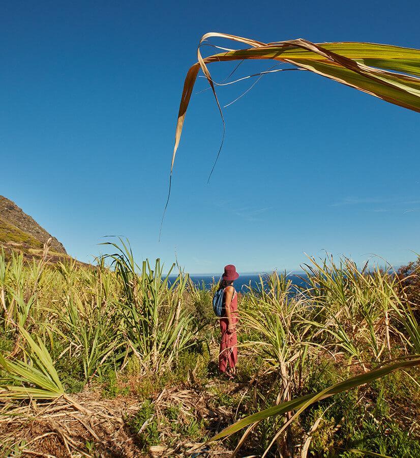 Cultivos de caña de azúcar. La Palma.