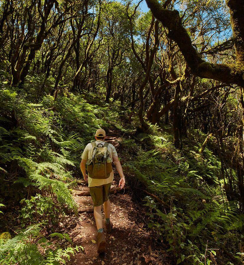 Parque Nacional de Garajonay. La Gomera.