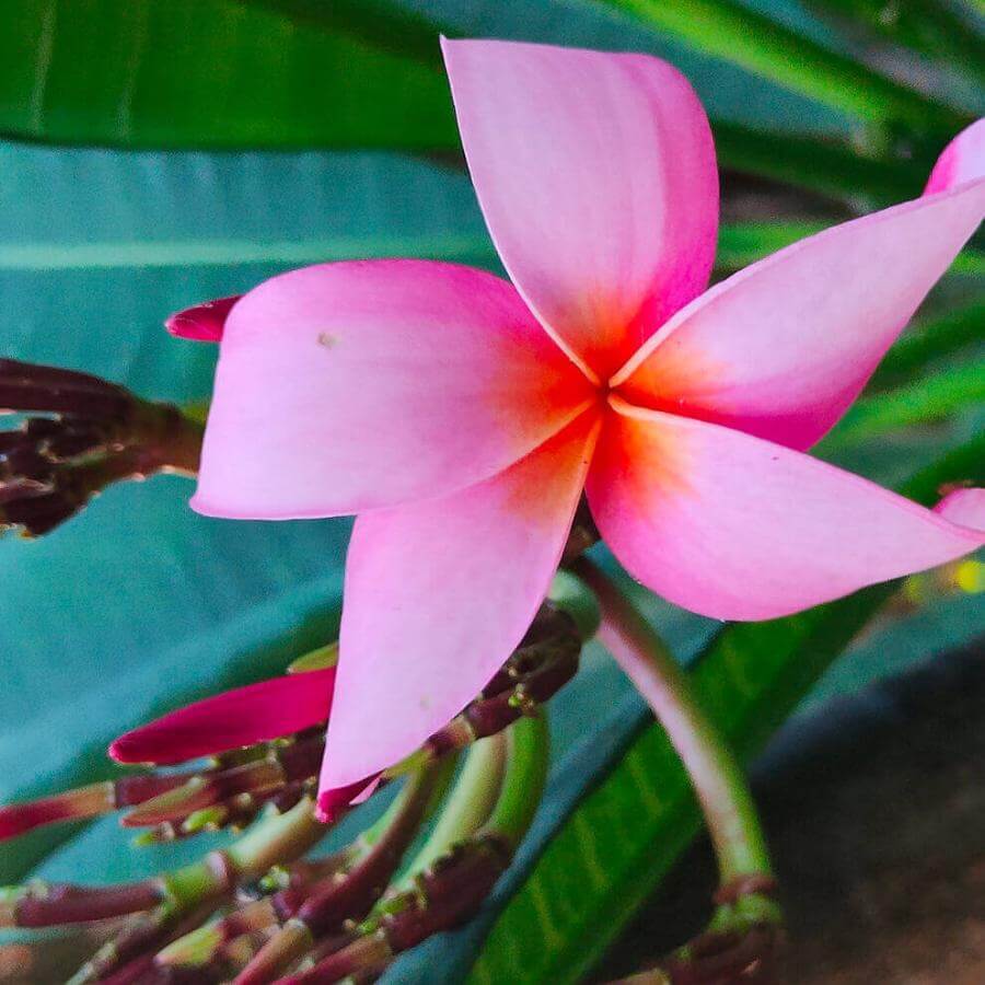 Plumeria rubra, flora canaria.