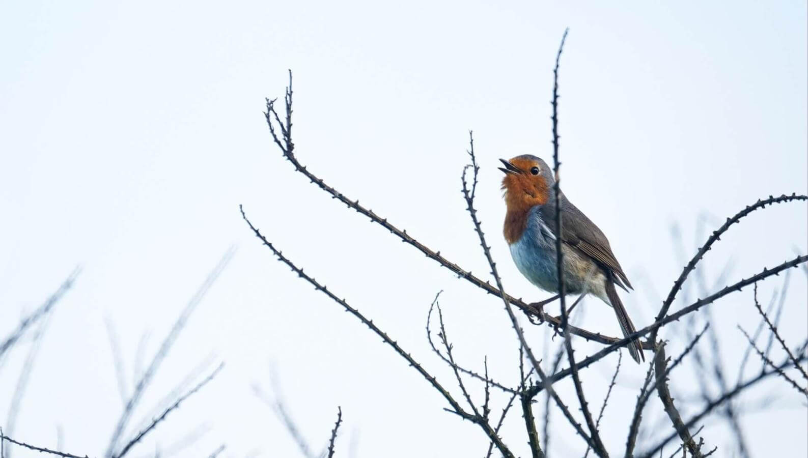 Petirrojo de Tenerife