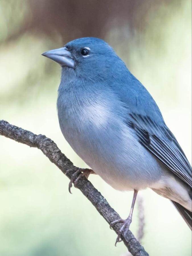  Pinzón azul de Tenerife
