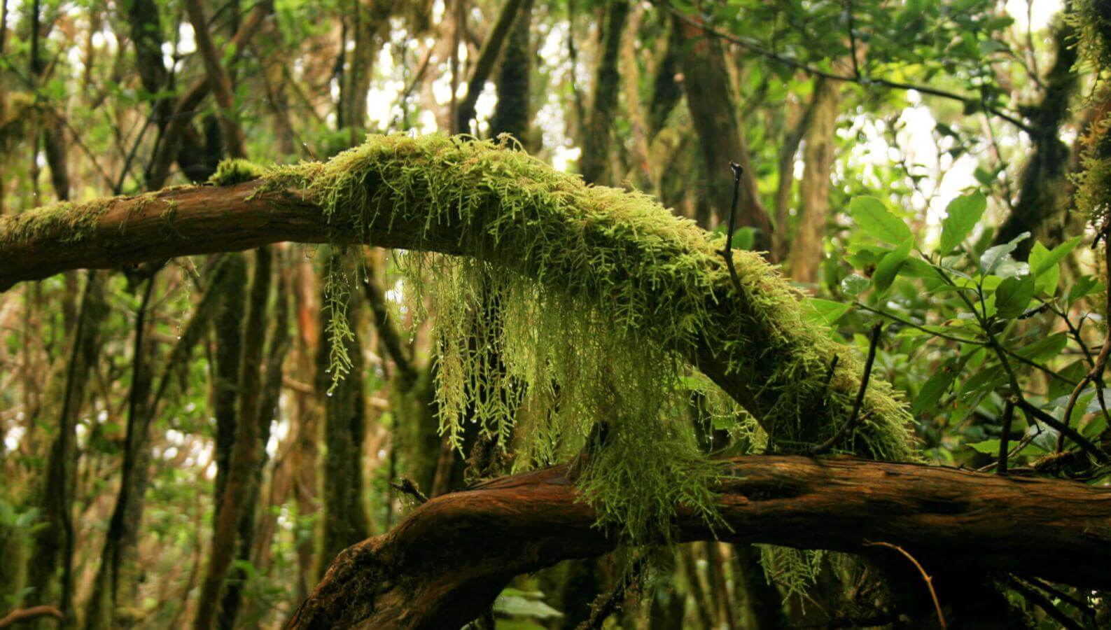 Bosque húmedo de Anaga con troncos cubiertos de musgo, lianas y vegetación densa.