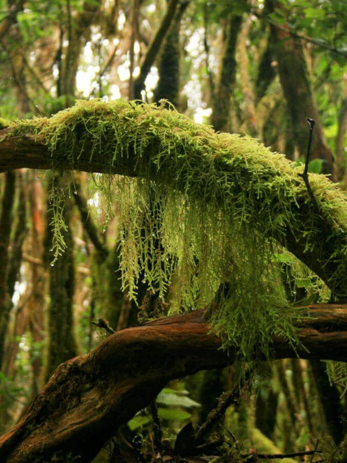 Bosque húmedo de Anaga con troncos cubiertos de musgo, lianas y vegetación densa.