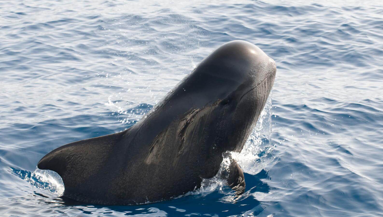 Calderón gris emergiendo del océano, con parte del cuerpo fuera del agua.