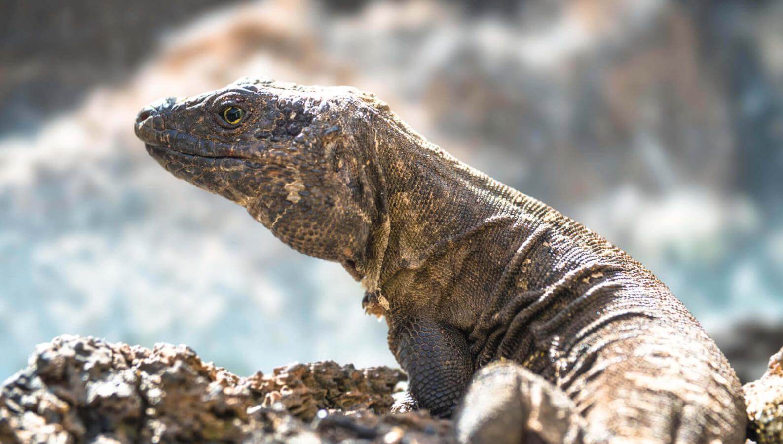 Lagarto gigante de El Hierro sobre roca volcánica, iluminado por el sol y con fondo desenfocado.