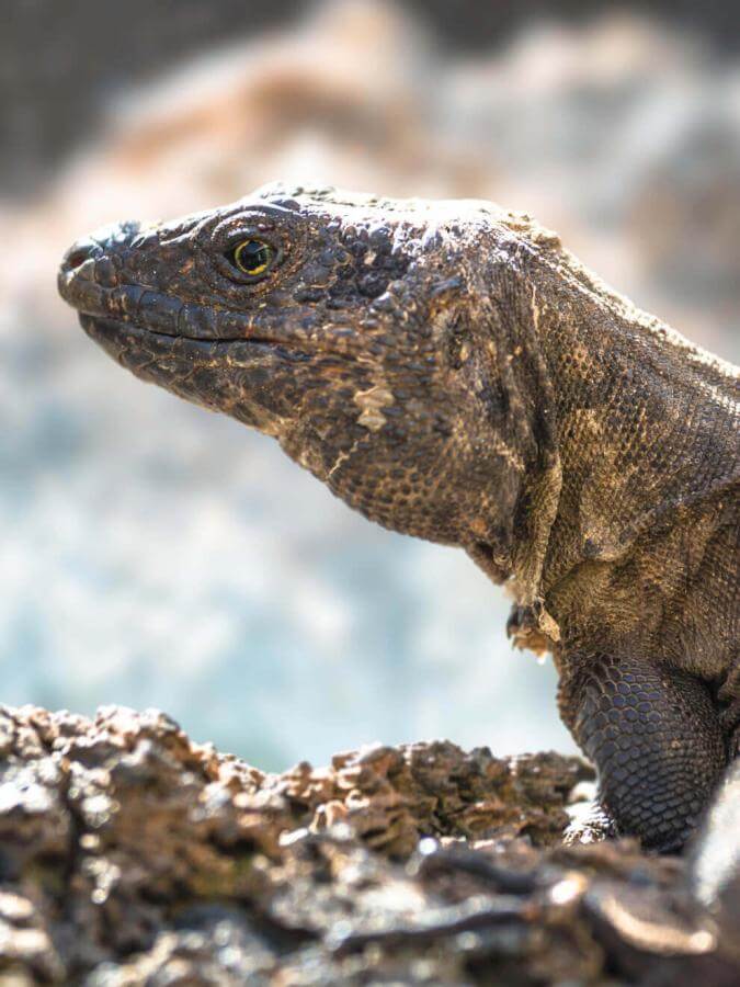 Lagarto gigante de El Hierro sobre roca volcánica, iluminado por el sol y con fondo desenfocado.