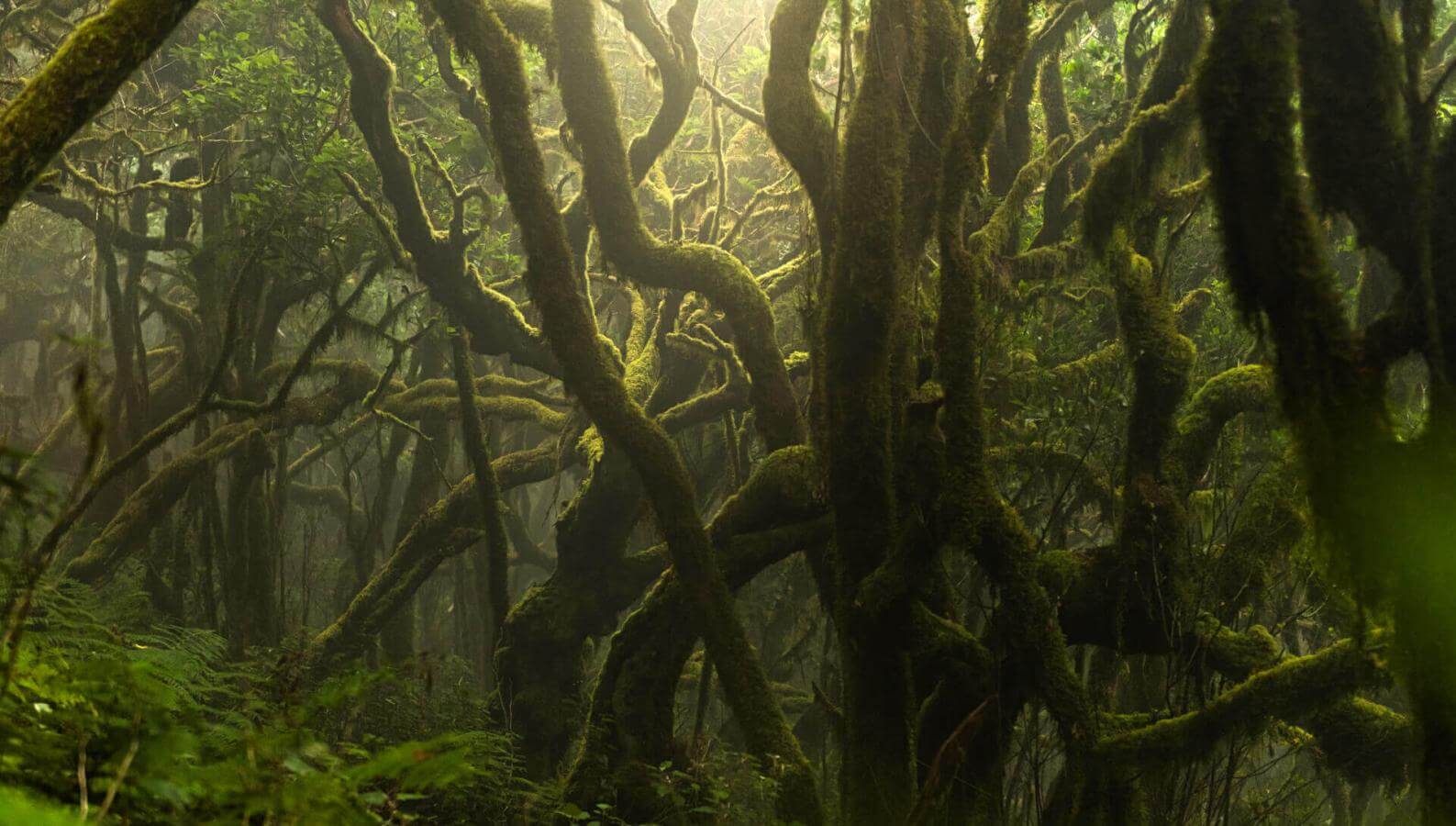 Bosque de laurisilva en Garajonay, con troncos cubiertos de musgo y ambiente húmedo envuelto en bruma.
