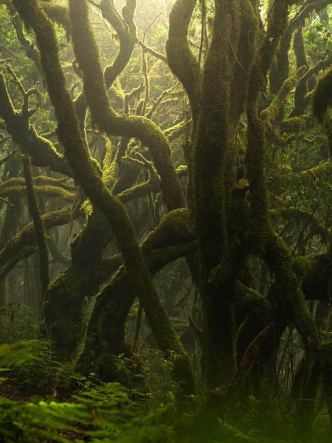 Bosque de laurisilva en Garajonay, con troncos cubiertos de musgo y ambiente húmedo envuelto en bruma.