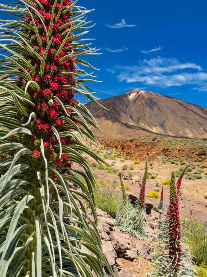 Tajinaste rojo en flor en Las Cañadas del Teide, con paisaje volcánico y el pico al fondo bajo cielo azul.