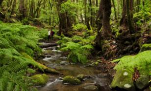 Bosque de El Cedro