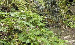 Un bosque que da agua