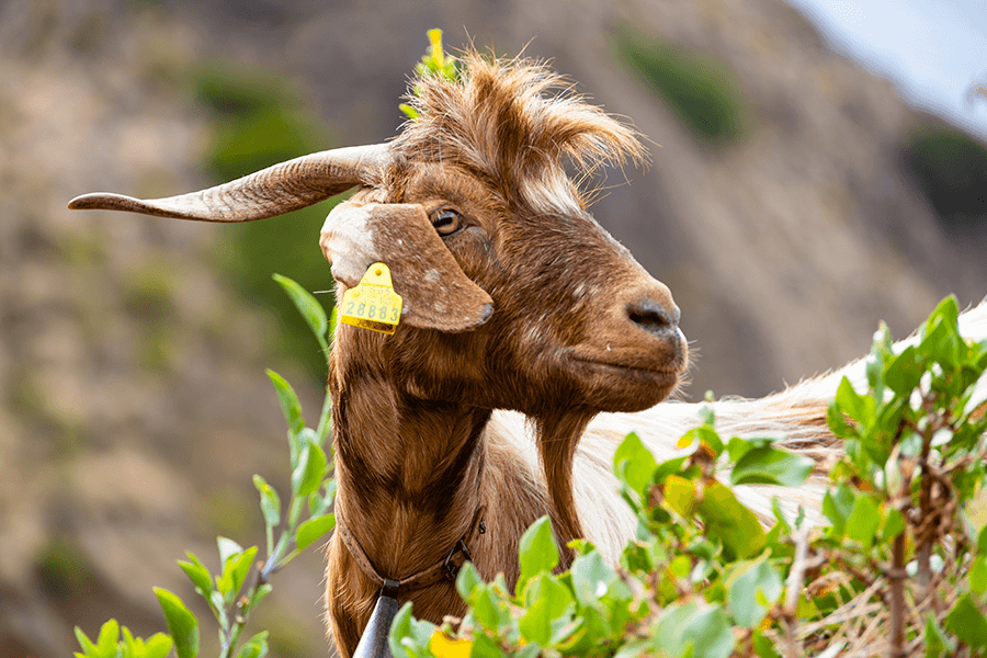 Cabra en La Gomera
